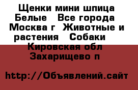 Щенки мини шпица Белые - Все города, Москва г. Животные и растения » Собаки   . Кировская обл.,Захарищево п.